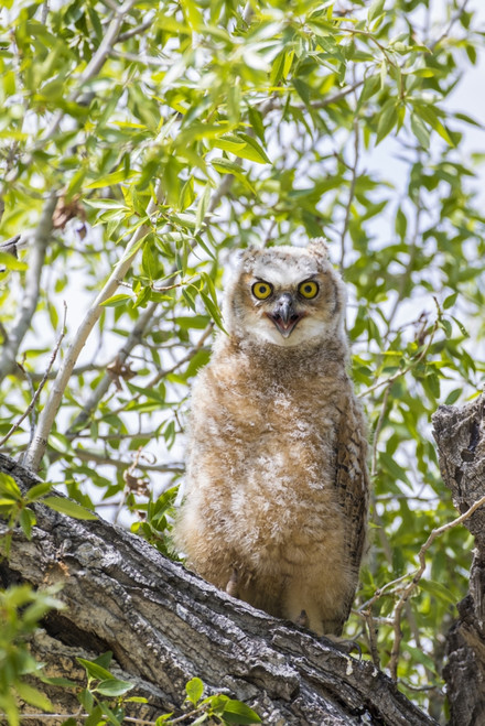 USA, Lincoln County, Wyoming. Recently branched Great Horned Owl chick sits on a cottonwood branch. Poster Print by Elizabeth Boehm - Item # VARPDDUS51EBO0841