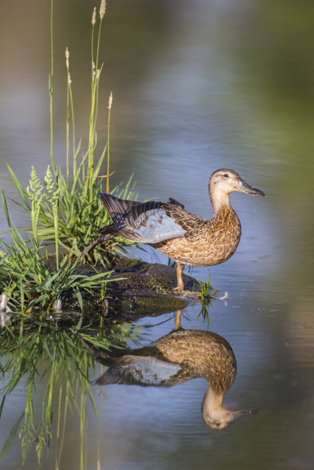 USA, Wyoming, Sublette County. Female Cinnamon Teal stretches its wing on a small island in a pond. Poster Print by Elizabeth Boehm - Item # VARPDDUS51EBO0869
