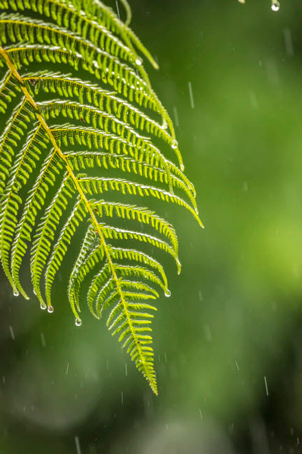 Costa Rica, Sarapique River Valley Fern in rain Credit as: Cathy & Gordon Illg / Jaynes Gallery Poster Print by Jaynes Gallery (18 x 24) # SA22BJY0264