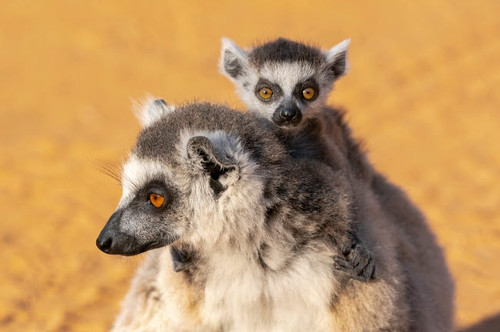 Africa, Madagascar, Anosy, Berenty Reserve Ring-tailed lemur, Lemur catta Portrait of a female and baby Poster Print by Ellen Goff (24 x 18) # AF24EGO0203