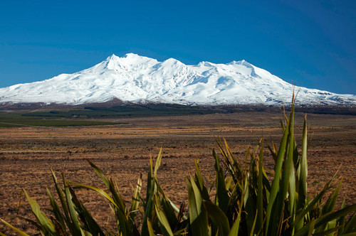 Mt Ruapehu, Rangipo Desert, and flax, Tongariro National Park, Central Plateau, North Island, New Zealand Poster Print by David Wall (24 x 18) # AU03DWA0755