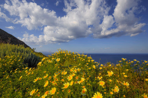 Europe, Greece, Santorini Wildflowers and ocean landscape Credit as: Jim Nilsen / Jaynes Gallery Poster Print by Jaynes Gallery (24 x 18) # EU12BJY0064