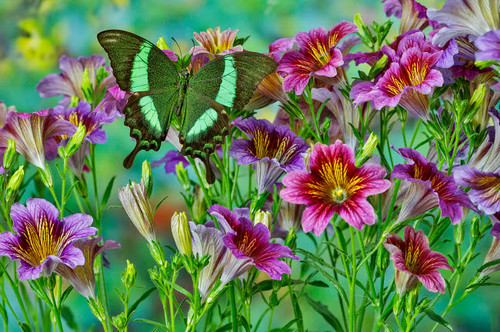 Green tropical swallowtail butterfly, Papilio palinurus daedalus, on grouping of painted tongue flowers Poster Print by Darrell Gulin (24 x 18) # US48DGU1628
