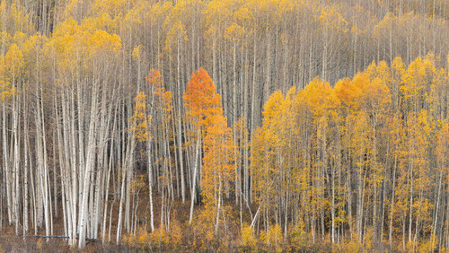 USA, Colorado Fall-colored aspens in Gunnison National Forest Credit as: Don Grall / Jaynes Gallery Poster Print by Jaynes Gallery (24 x 18) # US06BJY1516
