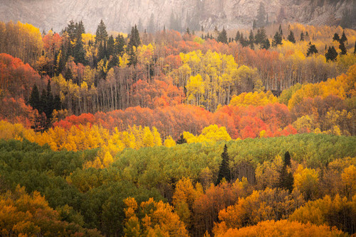 USA, Colorado, Gunnison National Forest Forest in autumn colors Credit as: Don Grall / Jaynes Gallery Poster Print by Jaynes Gallery (24 x 18) # US06BJY1495