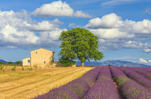 France, Provence, Valensole Plateau Lavender rows and farmhouse Credit as: Jim Nilsen / Jaynes Gallery Poster Print by Jaynes Gallery (24 x 18) # EU09BJY0060