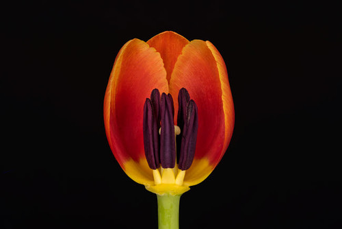 USA, Washington State, Bellingham Close-up inside of tulip Credit as: Dennis Kirkland / Jaynes Gallery Poster Print by Jaynes Gallery (24 x 18) # US48BJY1284