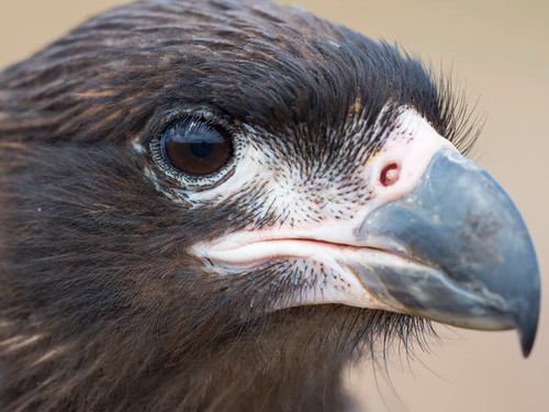 Juvenile with typical pale skin in face Striated Caracara or Johnny Rook, protected, endemic to the Falkland Islands Poster Print by Martin Zwick (24 x 18) # SA09MZW1131