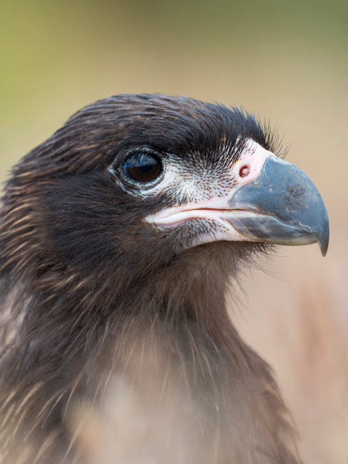 Juvenile with typical pale skin in face Striated Caracara or Johnny Rook, protected, endemic to the Falkland Islands Poster Print by Martin Zwick (18 x 24) # SA09MZW1133