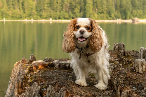 Rattlesnake Lake Recreation Area, North Bend, USA Cavalier King Charles Spaniel standing on top of a large tree stump Poster Print by Janet Horton (24 x 18) # US48JHO1135