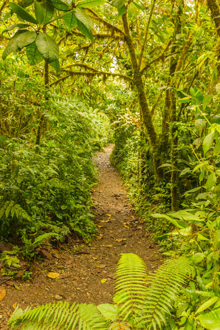 Costa Rica, Monteverde Cloud Forest Reserve Trail in rainforest Credit as: Cathy & Gordon Illg / Jaynes Gallery Poster Print by Jaynes Gallery (18 x 24) # SA22BJY0310