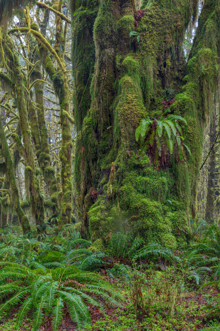 Mossy lush forest along the Maple Glade Trail in the Quinault Rainforest in Olympic National Park, Washington State, USA Poster Print by Chuck Haney (18 x 24) # US48CHA0356