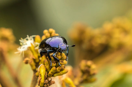 Costa Rica, Monteverde Cloud Forest Reserve Scarab beetle on plant Credit as: Cathy & Gordon Illg / Jaynes Gallery Poster Print by Jaynes Gallery (24 x 18) # SA22BJY0311