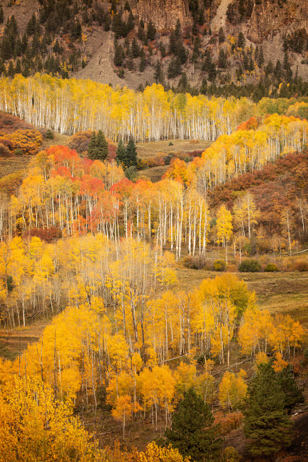 USA, Colorado, San Juan Mountains Autumn-colored aspen forest on mountain slope Credit as: Don Grall / Jaynes Gallery Poster Print by Jaynes Gallery (18 x 24) # US06BJY1535