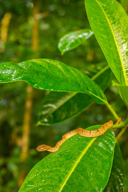 Costa Rica, Monteverde Cloud Forest Reserve Side-striped palm pit viper Credit as: Cathy & Gordon Illg / Jaynes Gallery Poster Print by Jaynes Gallery (18 x 24) # SA22BJY0314