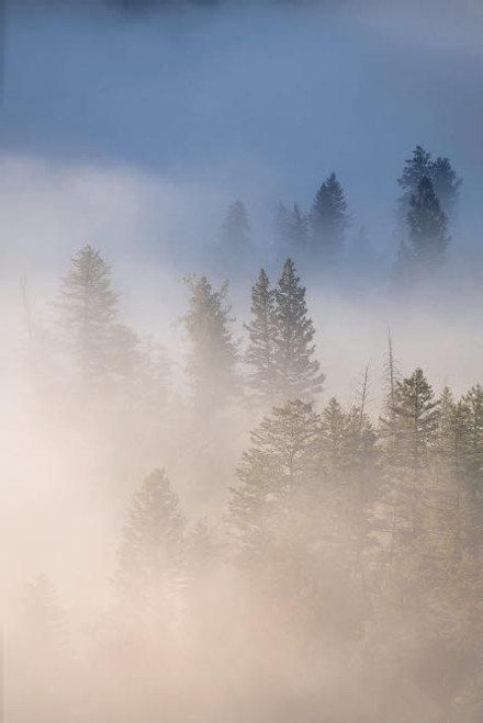 USA, Wyoming, Yellowstone National Park Cold morning creates a fog above the Yellowstone River, infiltrating the trees near Tower Falls at sunrise in Yellowstone National Park, Wyoming Poster Print by Jaynes Gallery (18 x 24) # US51BJY0281