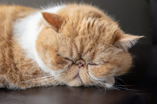 Portrait of a sleeping purebred exotic shorthair domestic cat The exotic shorthair is a breed of cat developed to be a short-haired version of the Persian (PR) Poster Print by Janet Horton (24 x 18) # US48JHO1321 Portrait of a sleeping purebred exotic shorthair domestic cat The exotic shorthair is a breed of cat developed to be a short-haired version of the Persian (PR) Poster Print by Janet Horton (24 x 18) # US48JHO1321