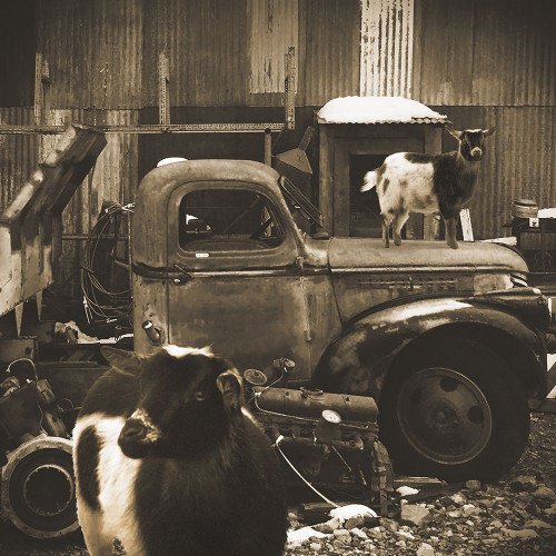 Junkyard D2: Sepia Goats Poster Print by Popcorn Popcorn # WJTPHO00065