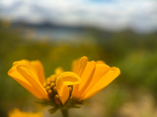 Wildflowers XXXIX Poster Print by Popcorn Popcorn # WJTFLO00147