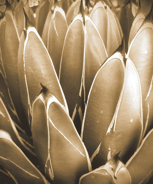 Agave Sepia Poster Print by William Tenoever # WJTABS00132
