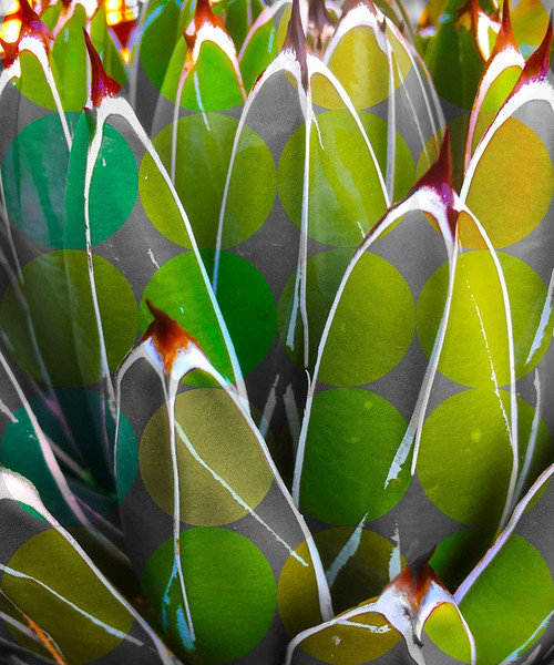 Moods Agave I Poster Print by William Tenoever # WJTABS00128