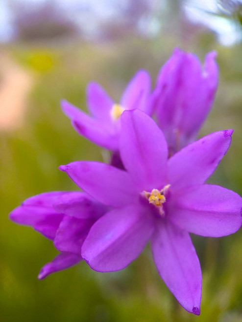 Wildflowers XLX Poster Print by Popcorn Popcorn # WJTFLO00163