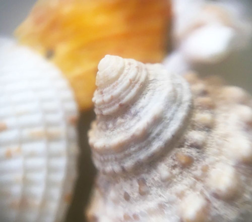 Shells Poster Print by Popcorn Popcorn # WJTPHO00047