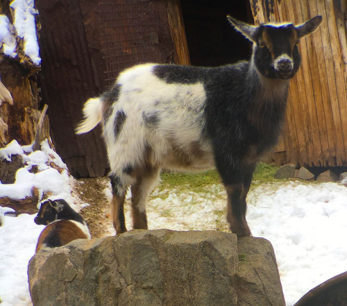 Two Goats Poster Print by Popcorn Popcorn # WJTANI00041