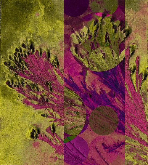 Desert Broom Abstract  Poster Print by William Tenoever # WJTABS00115