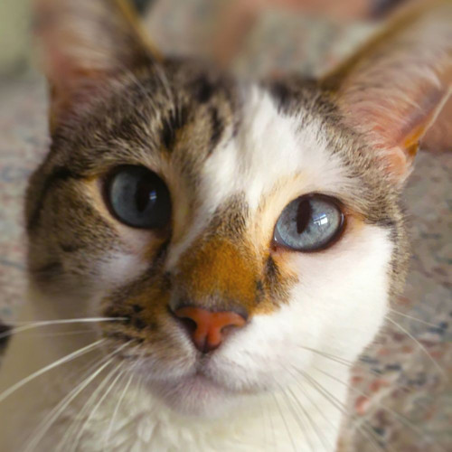 Gato Poster Print by Popcorn Popcorn # WJTANI00050