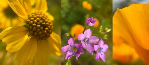 Wildflower Collage VII Poster Print by Popcorn Popcorn # WJTPHO00061