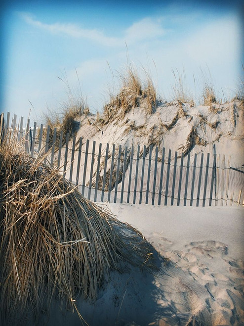 Beach Grass and Fence A Poster Print by Suzanne Foschino # ZFRC171C2