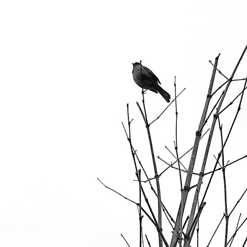 Bird Silhouette VIII Poster Print by Popcorn Popcorn # WJTABS00051