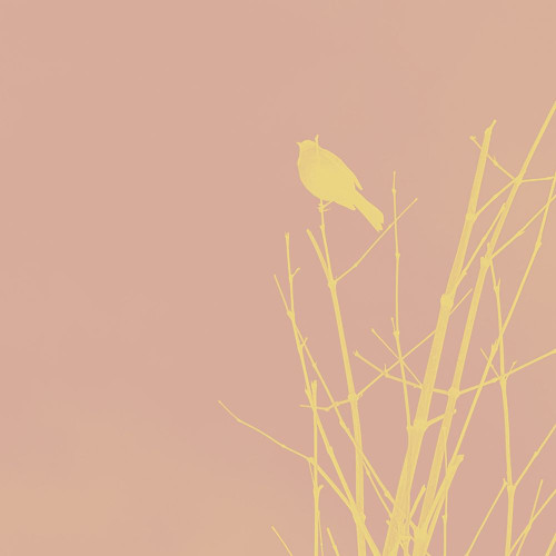 Bird Silhouette IX Poster Print by Popcorn Popcorn # WJTABS00052