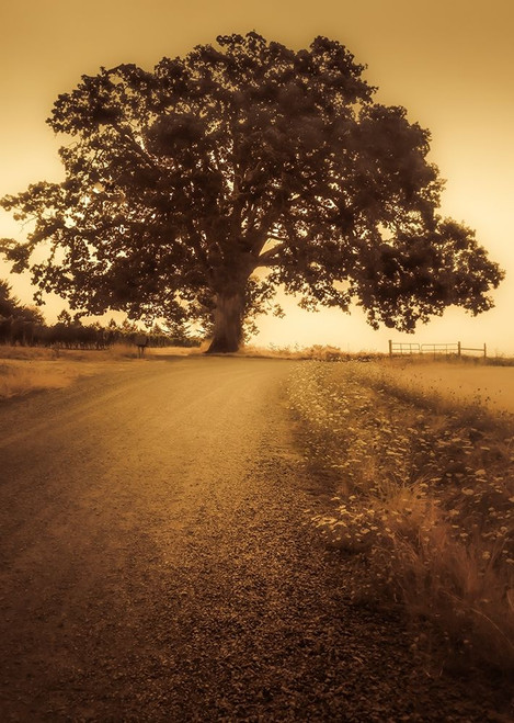 Final Tree Poster Print by Don Schwartz # SS044A