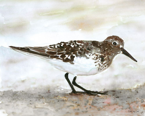 Sandpiper 1 Poster Print by Stellar Design Studio Stellar Design Studio # SDS295
