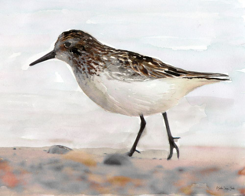 Sandpiper 2 Poster Print by Stellar Design Studio Stellar Design Studio # SDS296