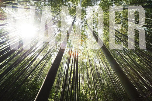 Wander Poster Print by Susan Ball # SB784