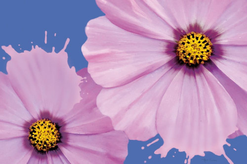 Flower Pop landscape I Poster Print by Marie Elaine Cusson # RB14347MC