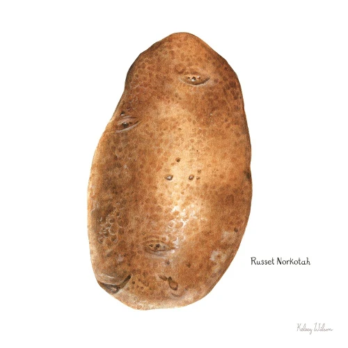 Organic Potatoes III Poster Print by Kelsey Wilson # RB14128KWL
