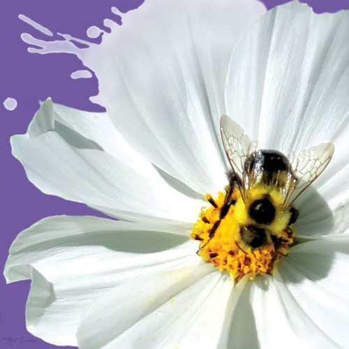 Flower Pop IV Poster Print by Marie Elaine Cusson # RB14345MC