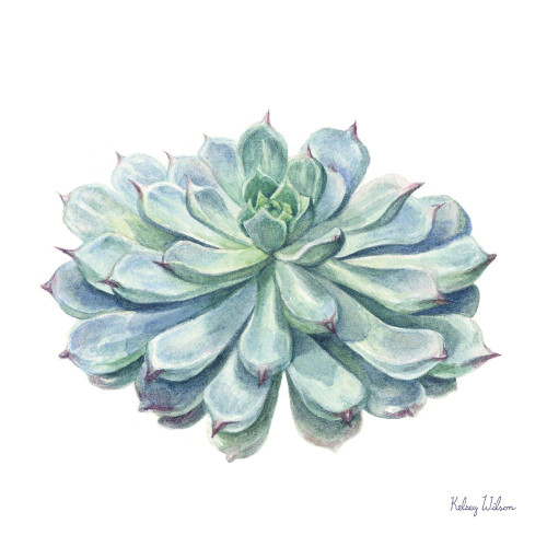 Single Succulents I Poster Print by Kelsey Wilson # RB14122KWL