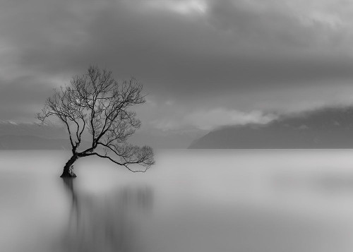 Larbre du lac Poster Print by Braun Studio Braun Studio # R4300