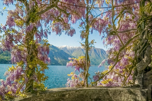 Wisteria and Mountains _�_ Lago di Como Poster Print by Brooke T. Ryan # R1356D