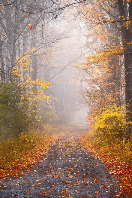 Road and Autumn Mist Poster Print by Brooke T. Ryan # R1307D
