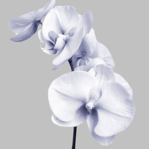 Lilac Orchids 3 Poster Print by Dianne Poinski # QPDSQ069C