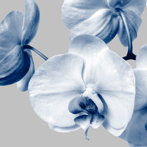 Indigo Orchids 2 Poster Print by Dianne Poinski # QPDSQ070B