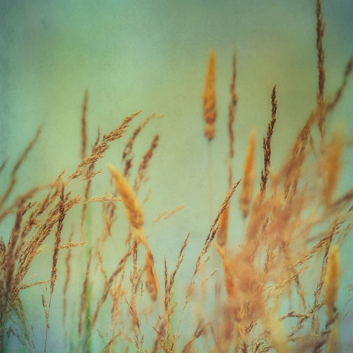 Prairie Grass 1 Poster Print by Dianne Poinski # QPDSQ077A