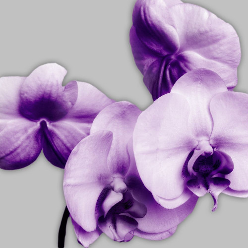 Vibrant Orchids 1 Poster Print by Dianne Poinski # QPDSQ071A