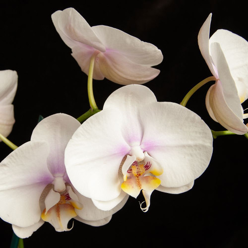 White Orchids 1 Poster Print by Dianne Poinski # QPDSQ072A